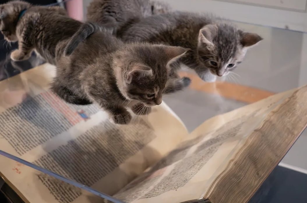 Cuatro gatos rescatados recorrieron la galería, sumando una dimensión actual y solidaria a la muestra (The Walters Museum)