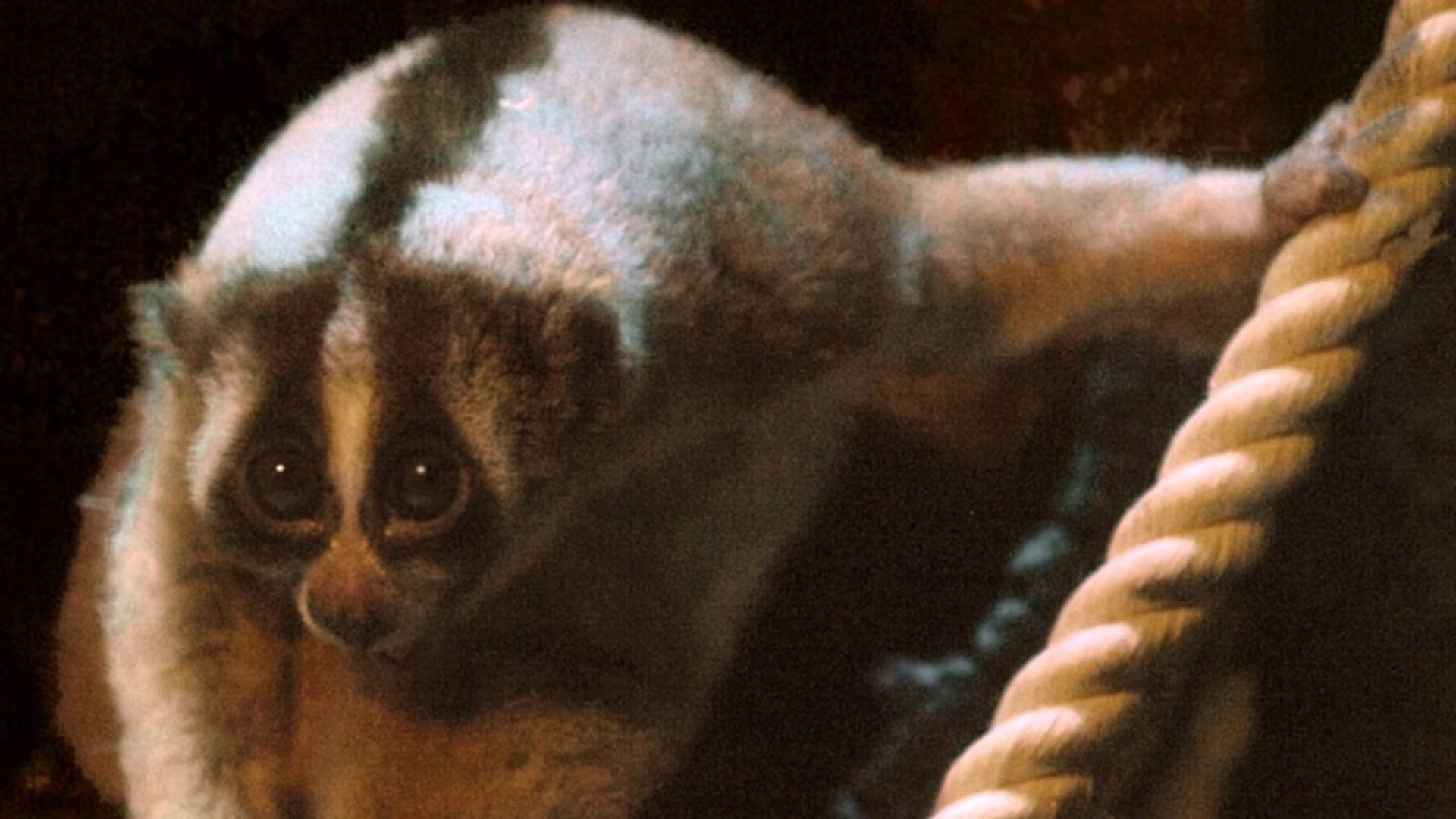 Expertos advierten que conservar al loris perezoso es clave para la biodiversidad y el equilibrio natural de los ecosistemas asiáticos (Wikipedia)