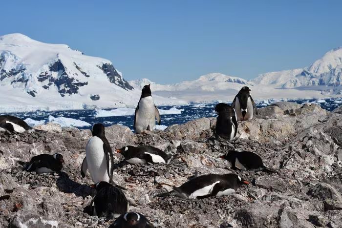 El equipo identificó cinco procesos ecológicos clave que modelan la biodiversidad antártica: condiciones físicas, dispersión, adaptación, interacciones y eventos extremos - (Ignacio Juárez Martínez/Universidad de Oxford/Universidad Oxford Brookes.)