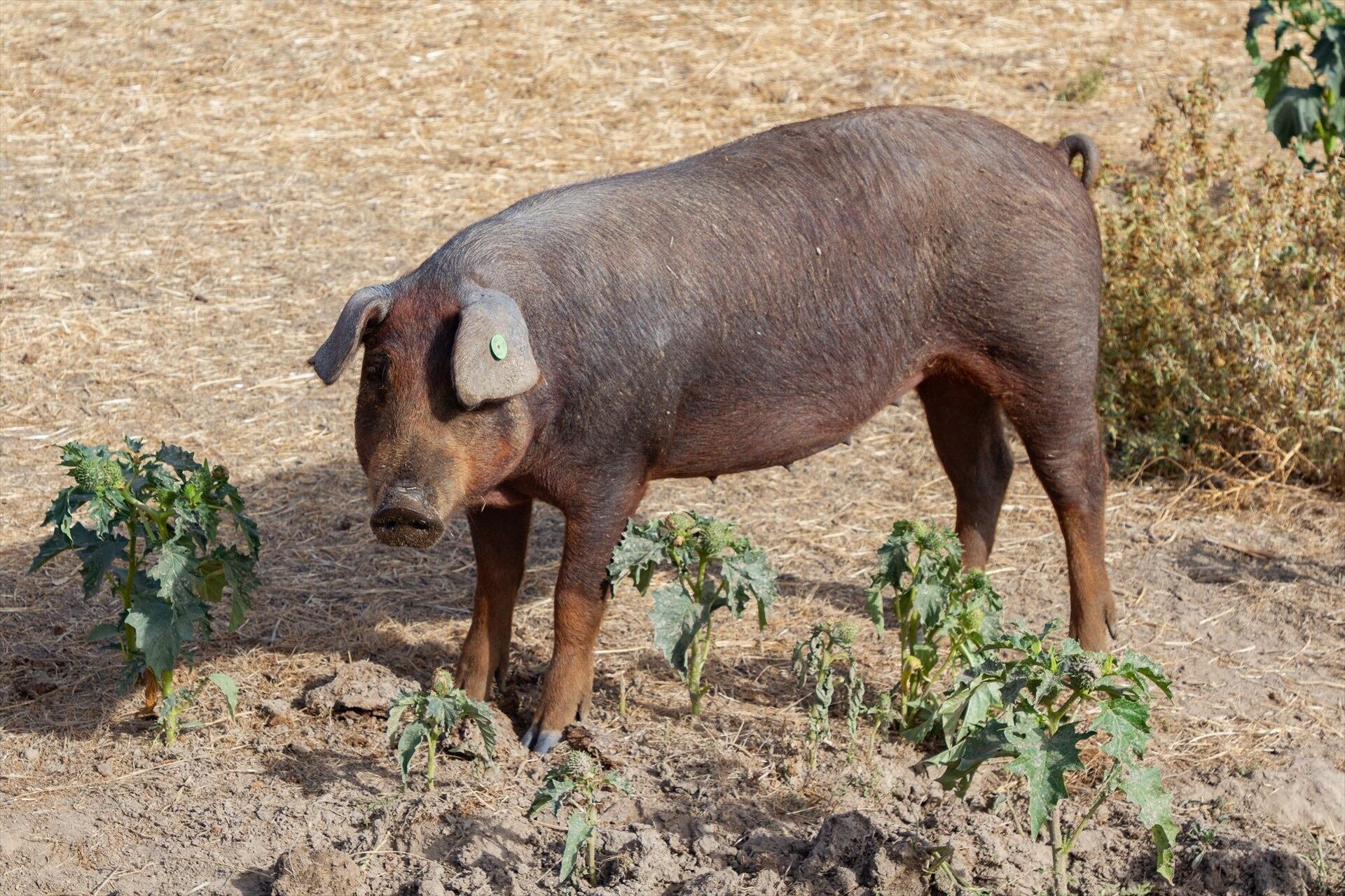 Un cerdo en una granja, a 19 de octubre de 2025, en Salamanca, Castilla y León (España). (Rafael Bastante / Europa Press)