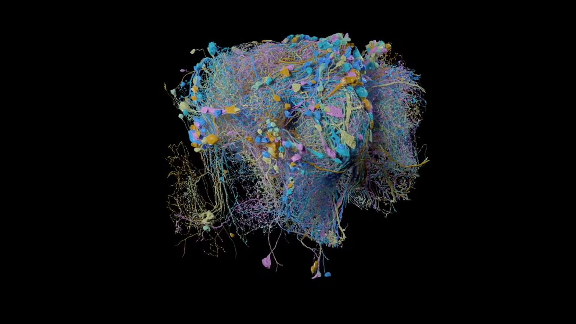 La mosca de la fruta es un insecto ampliamente utilizado como organismo modelo en investigaciones genéticas y biológicas/Archivo Google / FlyEM