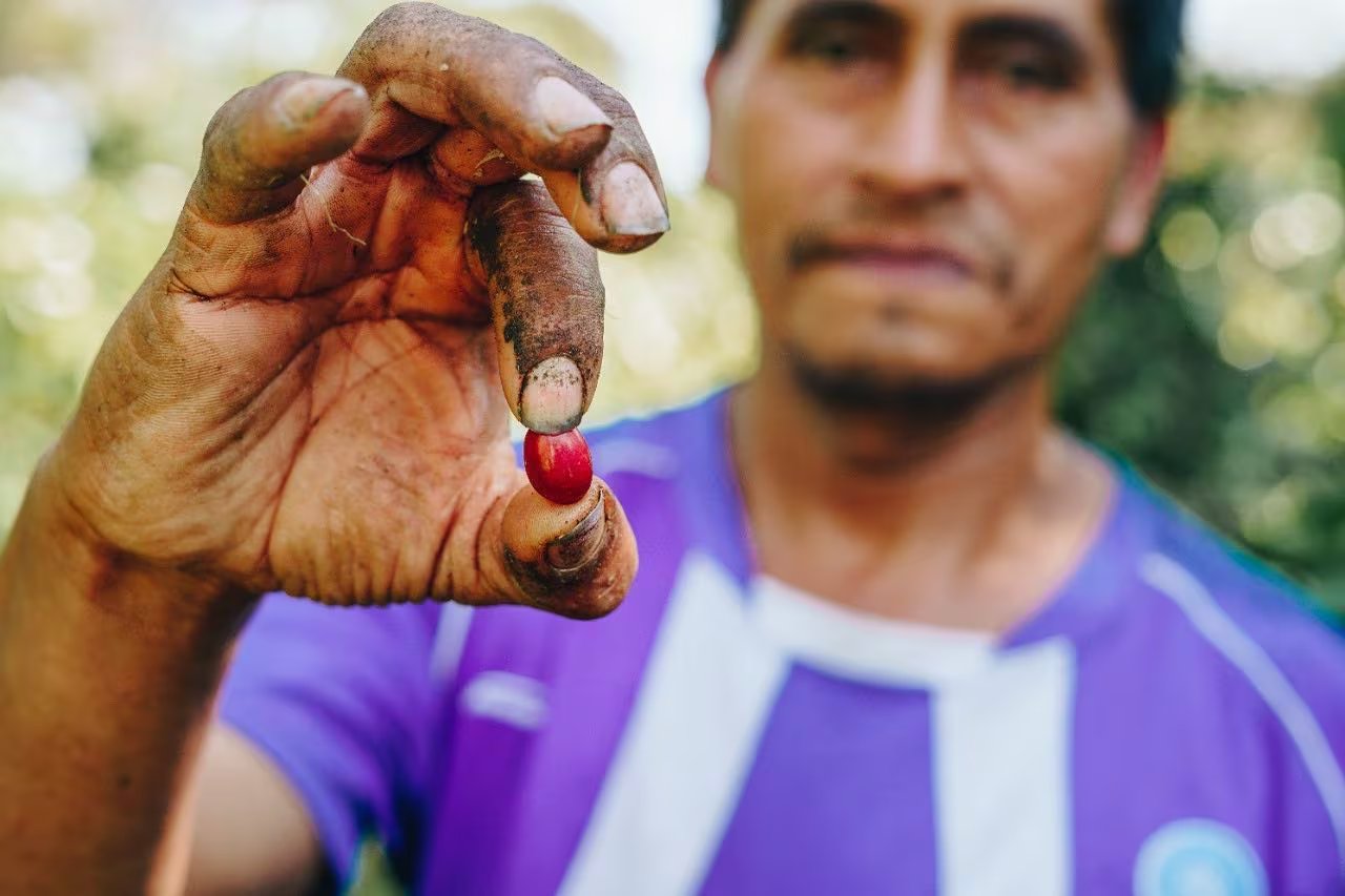 La Universidad de El Salvador impulsa la preservación de la caficultura nacional con herramientas científicas que refuerzan la transparencia y la certificación del café ante los retos del mercado internacional. (Cortesía: Café de El Salvador)
