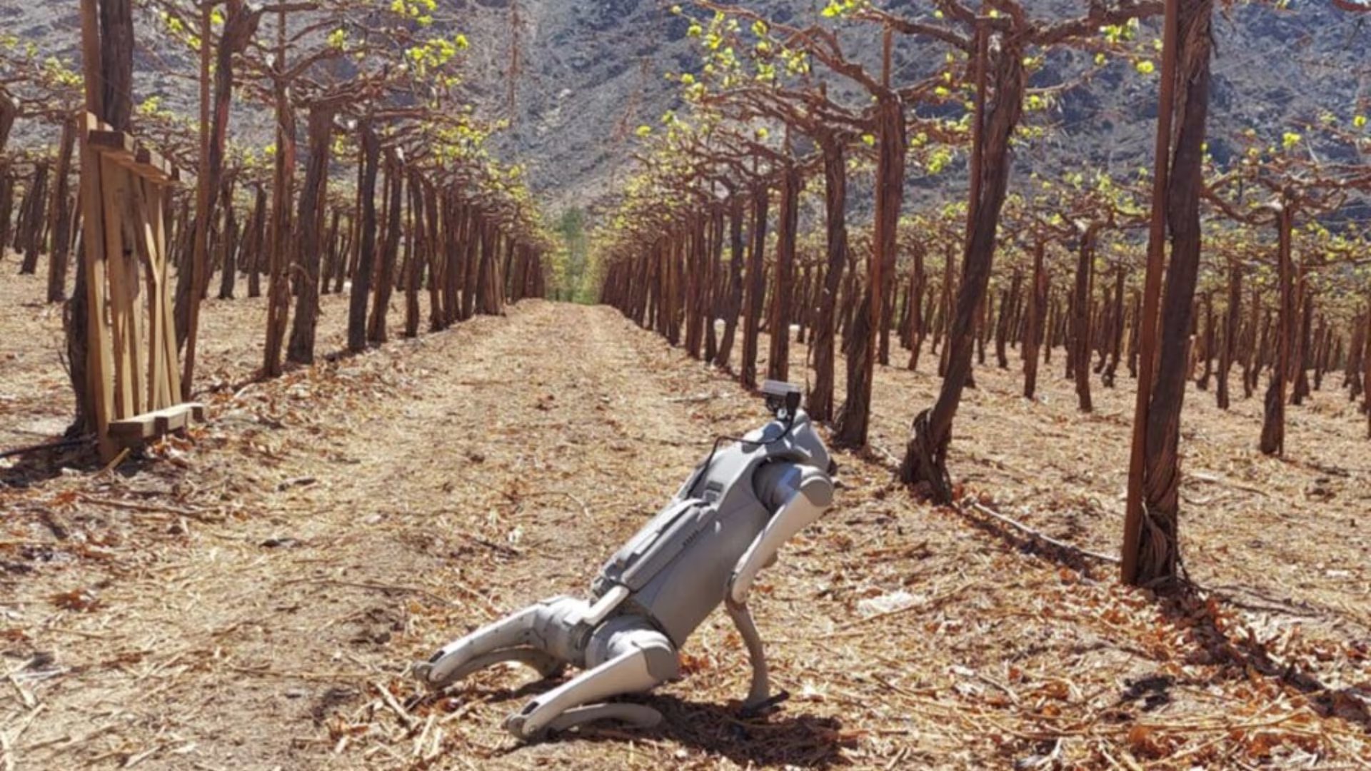 El robot inspecciona huertos de baja altura y detecta áreas que requieren atención humana. (Frutas AI)