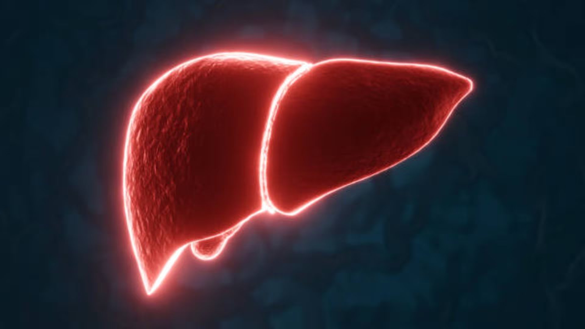 Este órgano cumple una función con acciones como el metabolismo de grasas y azúcares. Foto: (iStock)