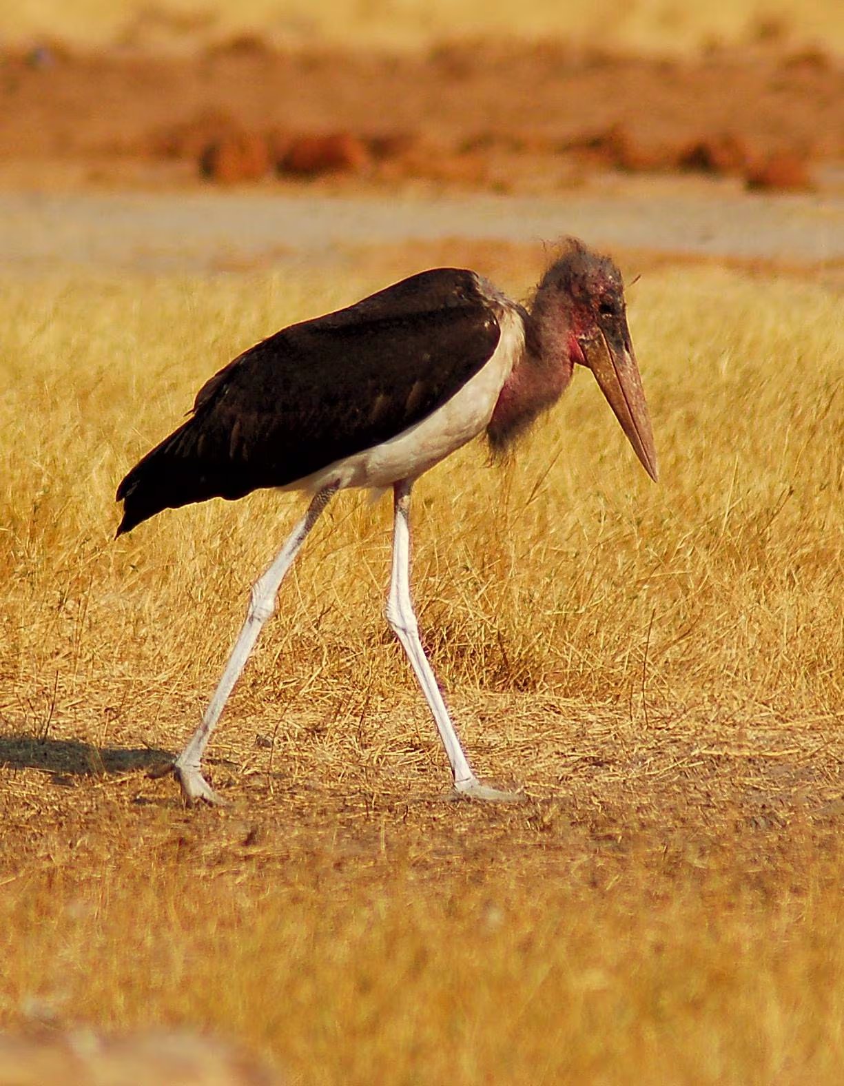 Cigüeña marabú, ave africana reconocida por su silueta imponente y sus hábitos carroñeros.