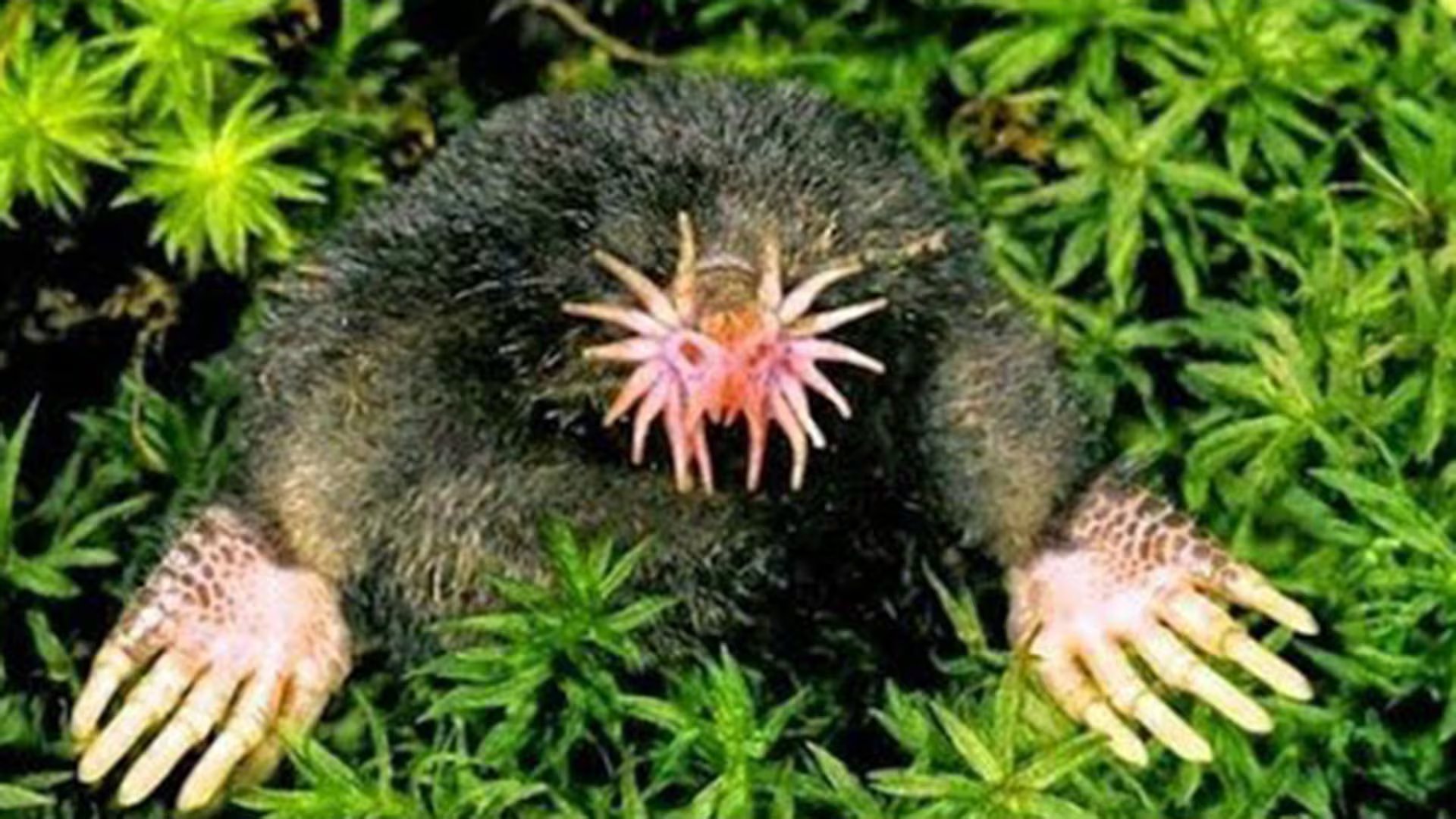 Topo de nariz estrellada, pequeño mamífero cuyas adaptaciones sensoriales le permiten explorar su entorno con precisión.