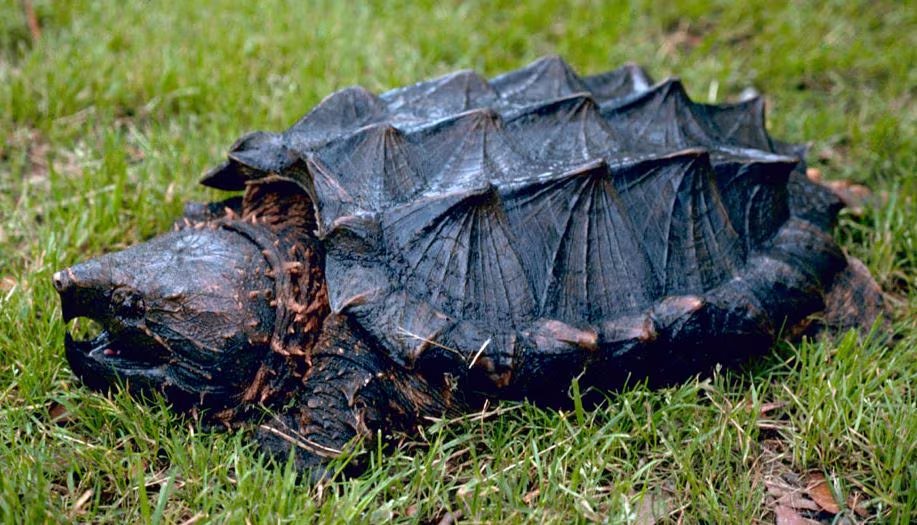 Tortuga caimán, la mayor tortuga de agua dulce de Estados Unidos, reconocida por su caparazón espinoso y su potente mandíbula.
