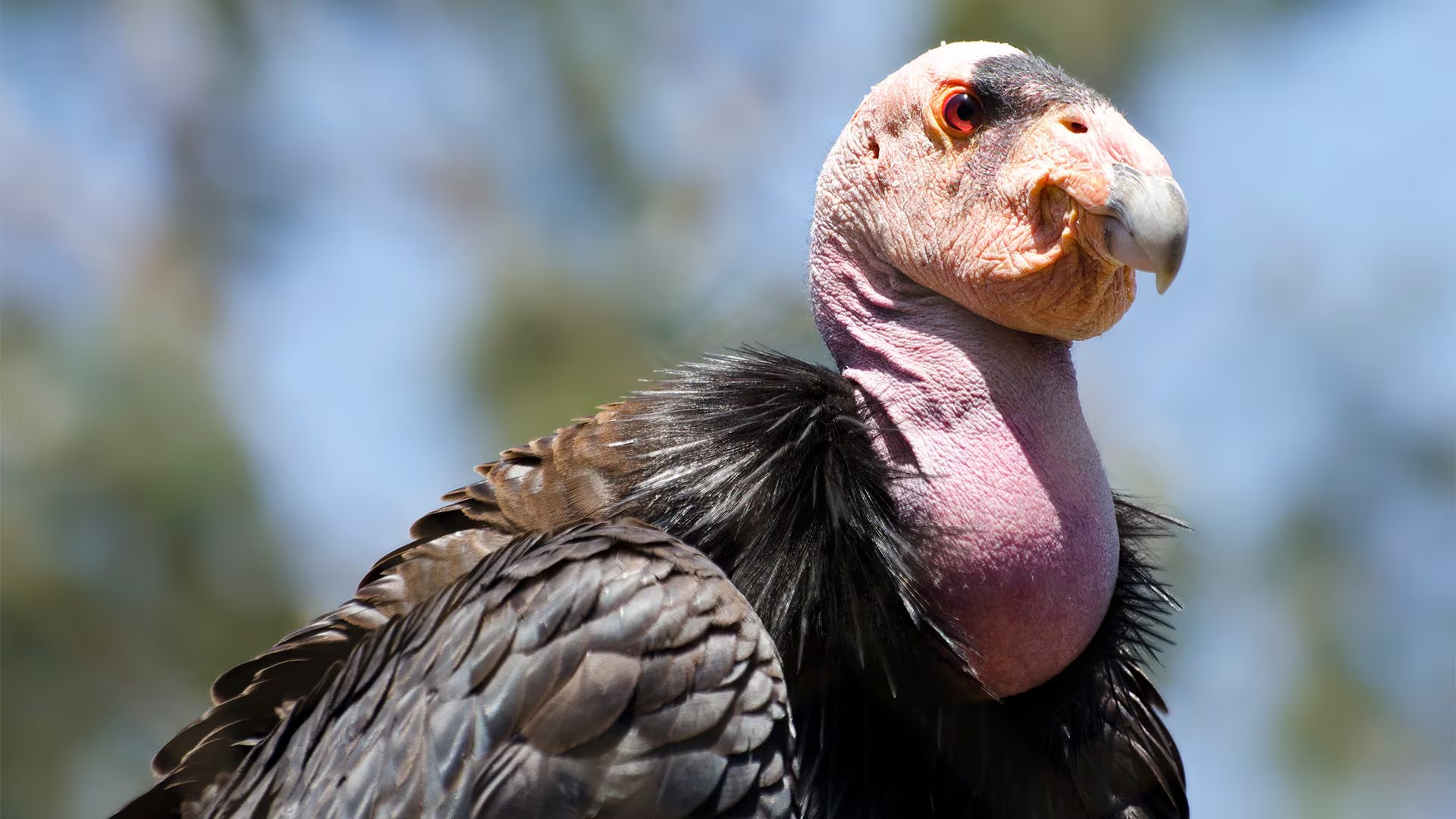 Cóndor de California, la mayor ave terrestre de Estados Unidos, protegido por estrictas medidas de conservación.