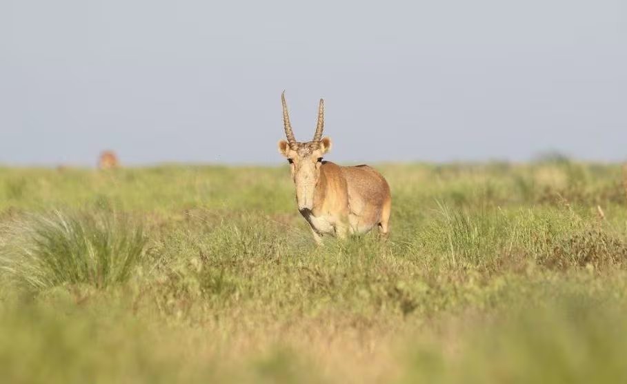 Antílope saiga, especie de las estepas euroasiáticas reconocida por su característica nariz, cuya población se ha recuperado tras intensos esfuerzos de conservación.