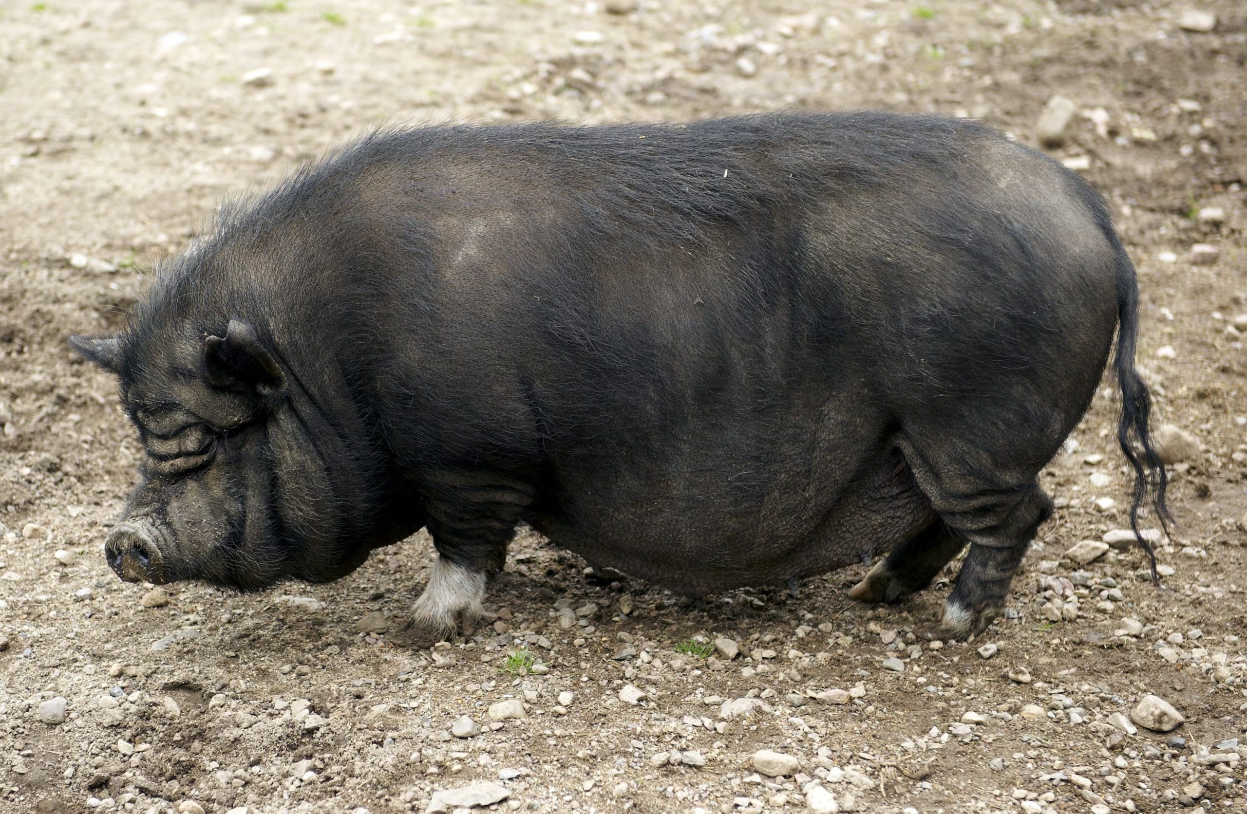 Cerdo vietnamita de vientre colgante, reconocido por su cuerpo compacto y piel arrugada, hoy catalogado como especie en peligro