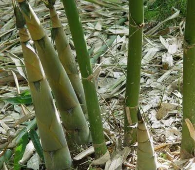 Una taza de brotes de bambú cocidos aporta solo 13 kcal, 2 gramos de fibra y minerales como potasio, fósforo y magnesio (SLT-FAUBA)