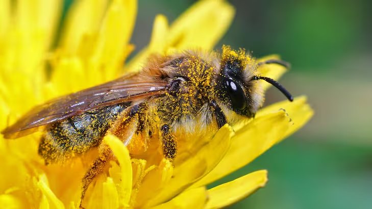 El avance científico redefine las prioridades para proteger polinizadores clave y garantizar la seguridad alimentaria mundial (Freepik)