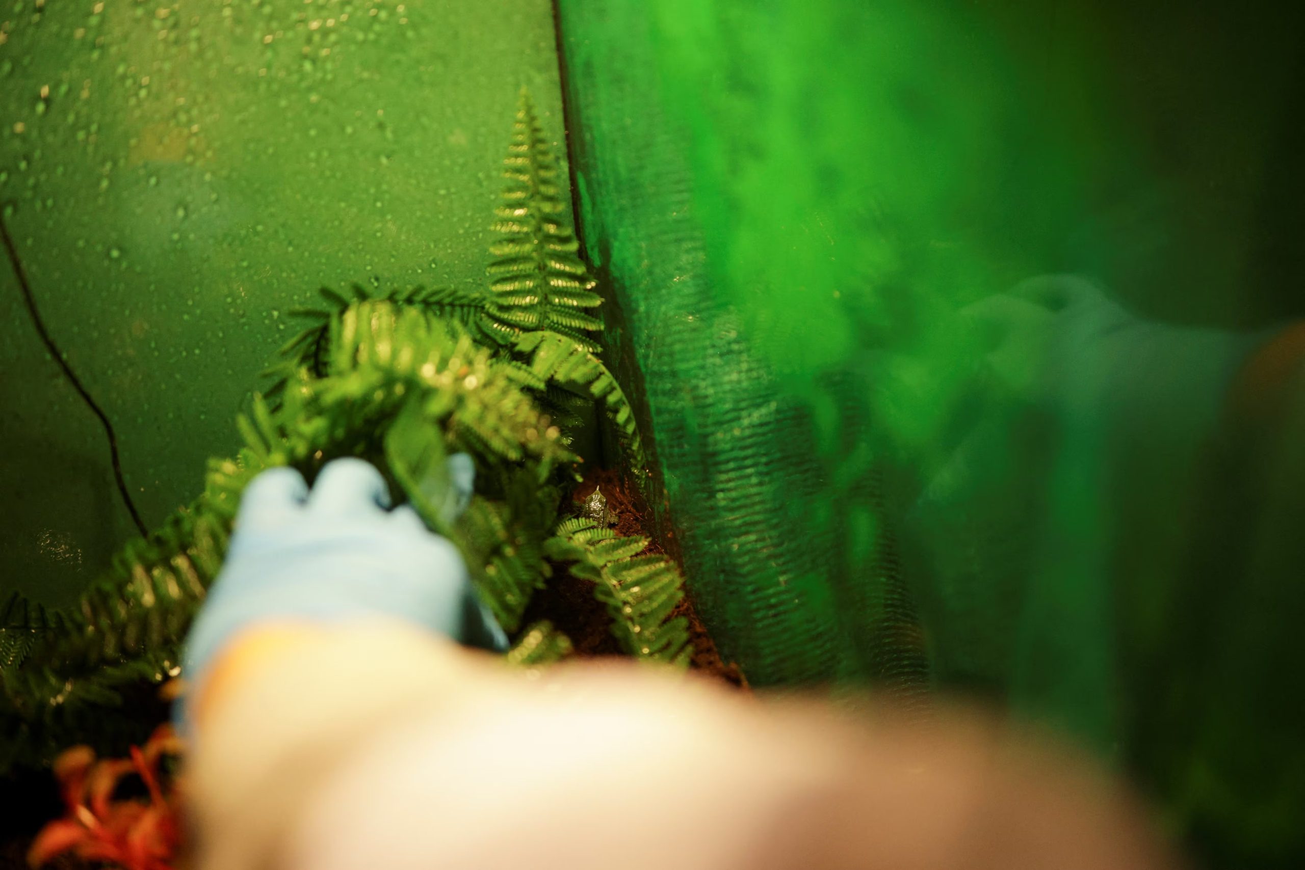 La rana de Darwin enfrenta amenazas como la destrucción de su hábitat y la propagación de enfermedades fúngicas./Archivo REUTERS/Pablo Sanhueza