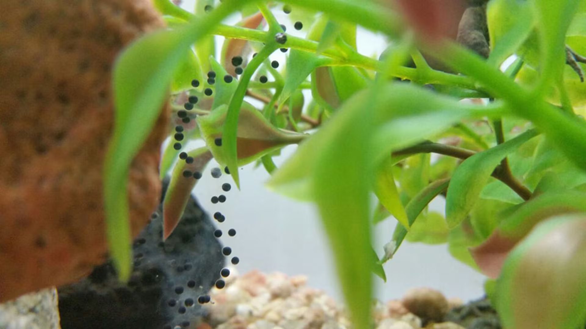 Los trabajos de conservación permitieron aumentar la población y restaurar parte del hábitat de la especie en riesgo crítico (Conicet)