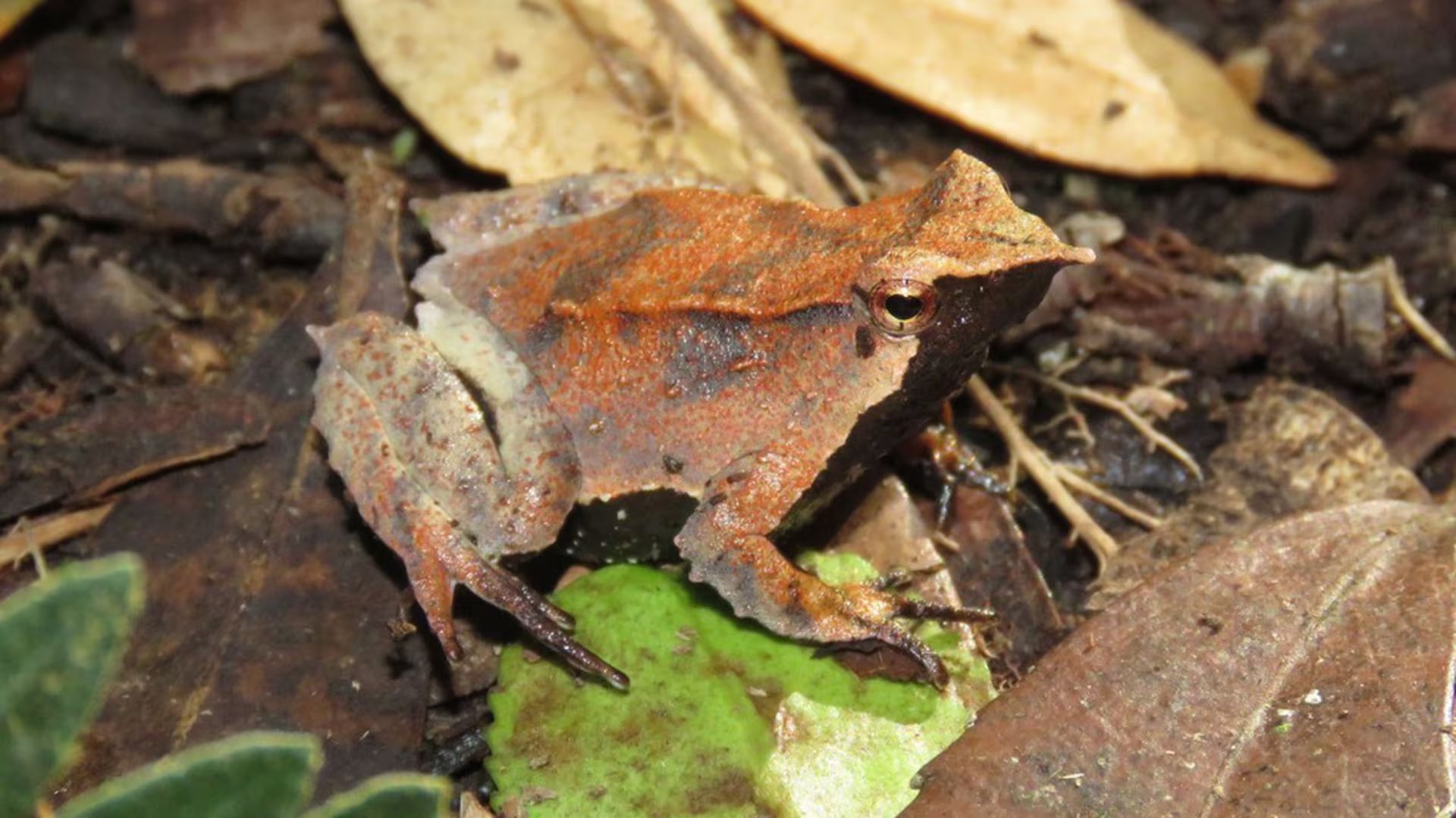 Más del 40% de las especies de anfibios de América, como la rana de Darwin, está en riesgo según la IUCN (Nicolás Olejnik íNaturalist)