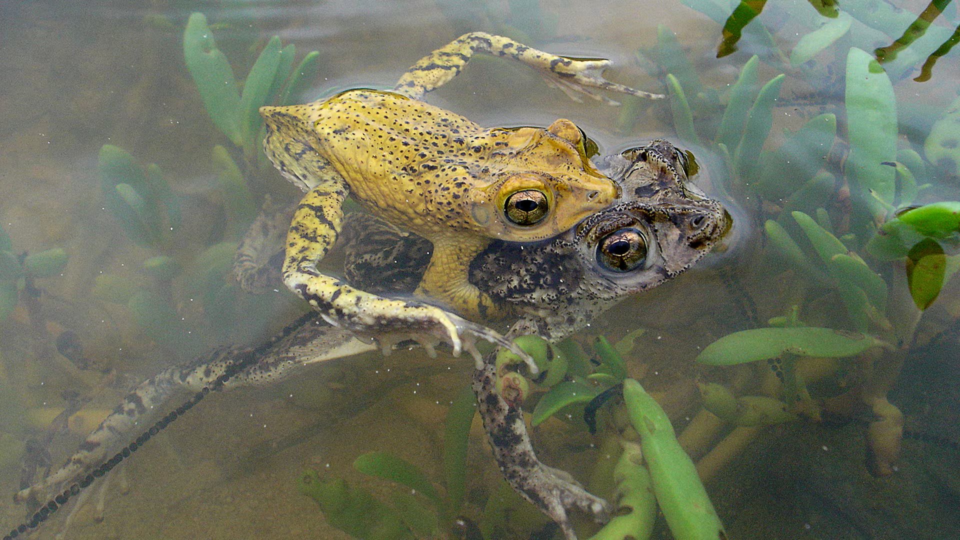 Científicos de la Universidad de Puerto Rico usan modelos matemáticos para identificar zonas clave de conservación del sapo concho (Wikipedia)
