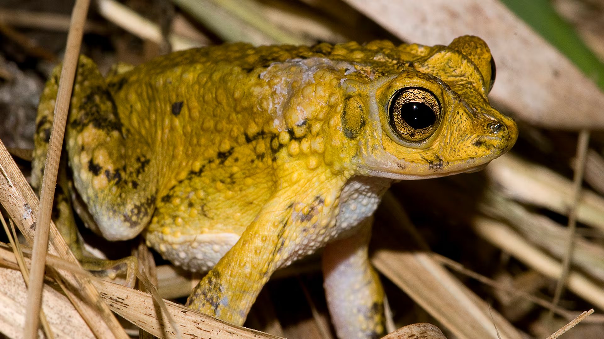 El sapo concho se alimenta principalmente de insectos y otros pequeños invertebrados que encuentra en Puerto Rico (Jan Zegarra, U.S. Fish and Wildlife Service)