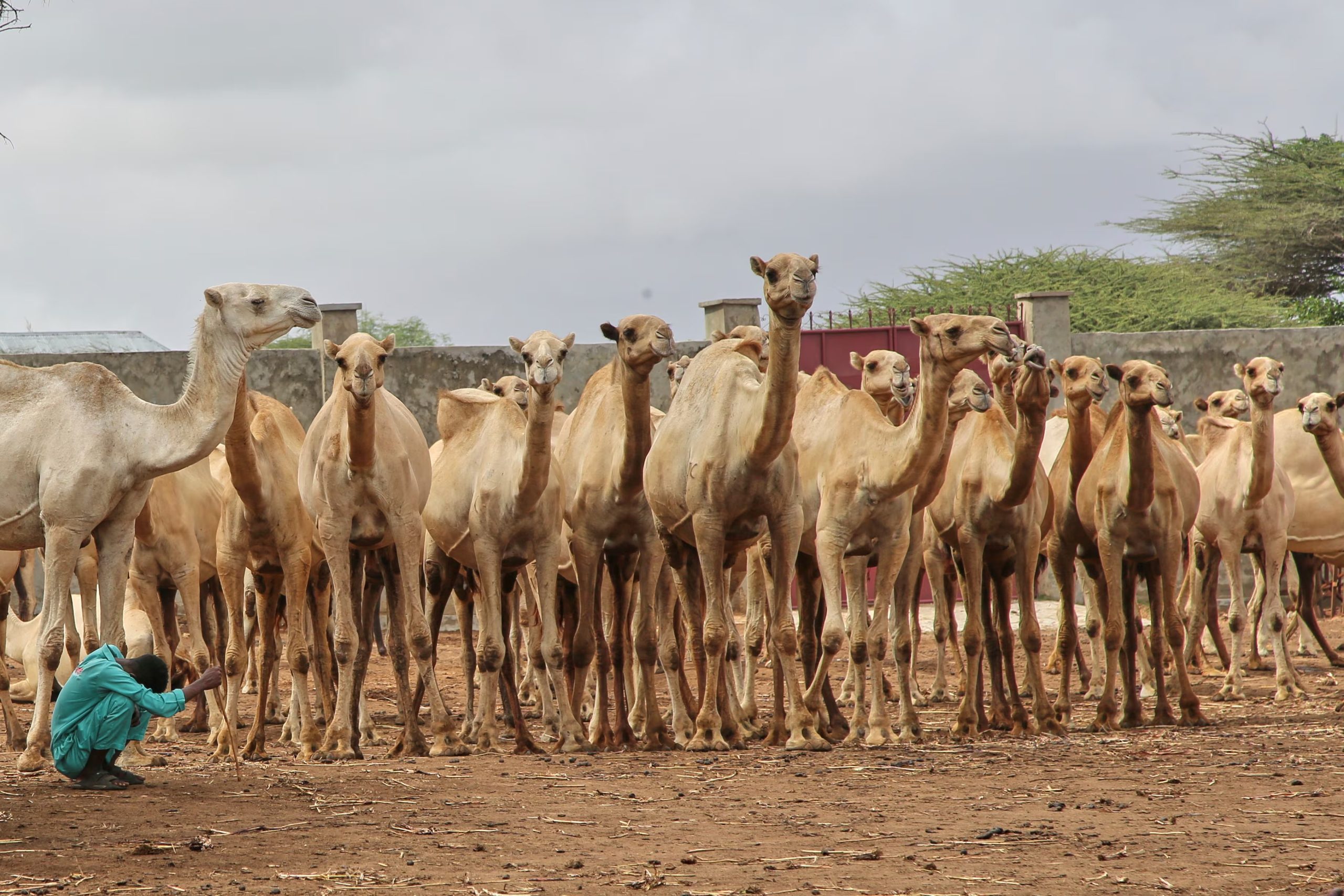 E concurso premia la belleza natural del animal. (AP Photo/Farah Abdi Warsameh)