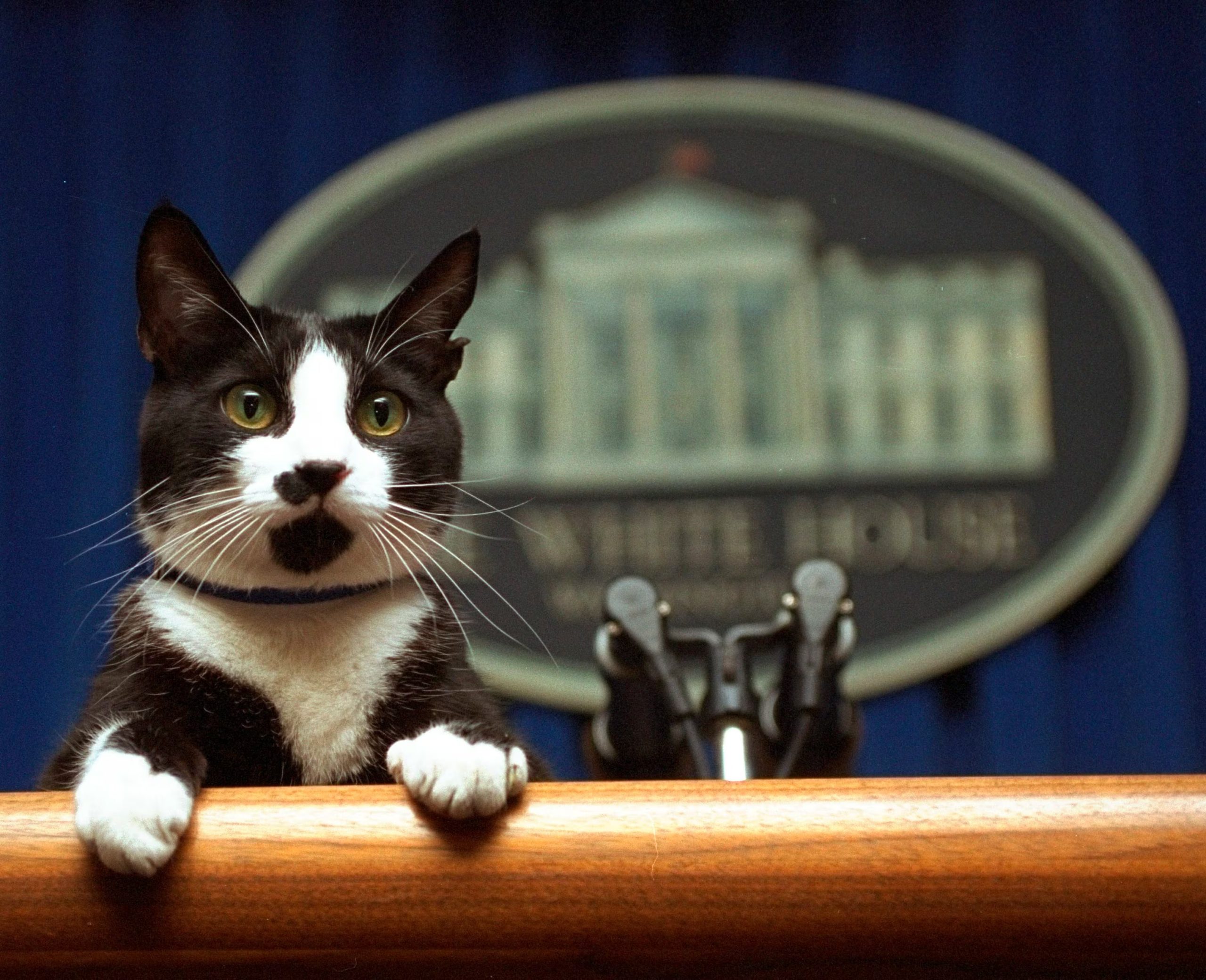 El 20 de febrero rinde homenaje al gato Socks, mascota del expresidente Bill Clinton y símbolo mediático mundial. (AP Foto/Marcy Nighswander, Archivo)