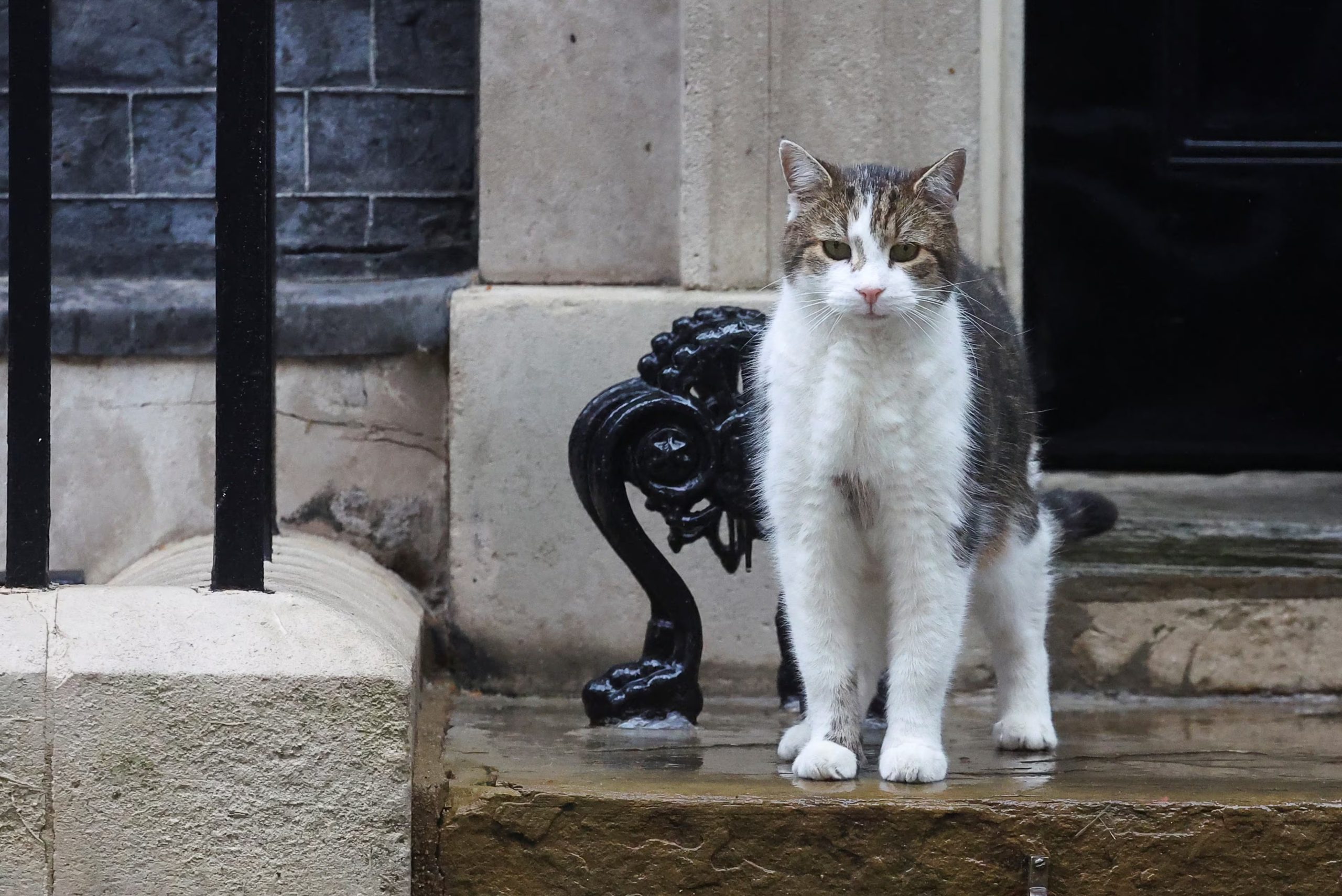 Con casi un millón de seguidores en X, la cuenta @Number10cat refuerza el estatus de Larry como influencer y símbolo cultural más allá de la política británica.
REUTERS/Toby Melville