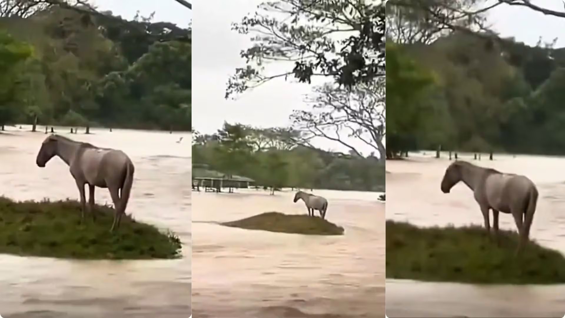El caballo fue localizado en Canalete, Córdoba, tras inundaciones por ola invernal - crédito captura de pantalla