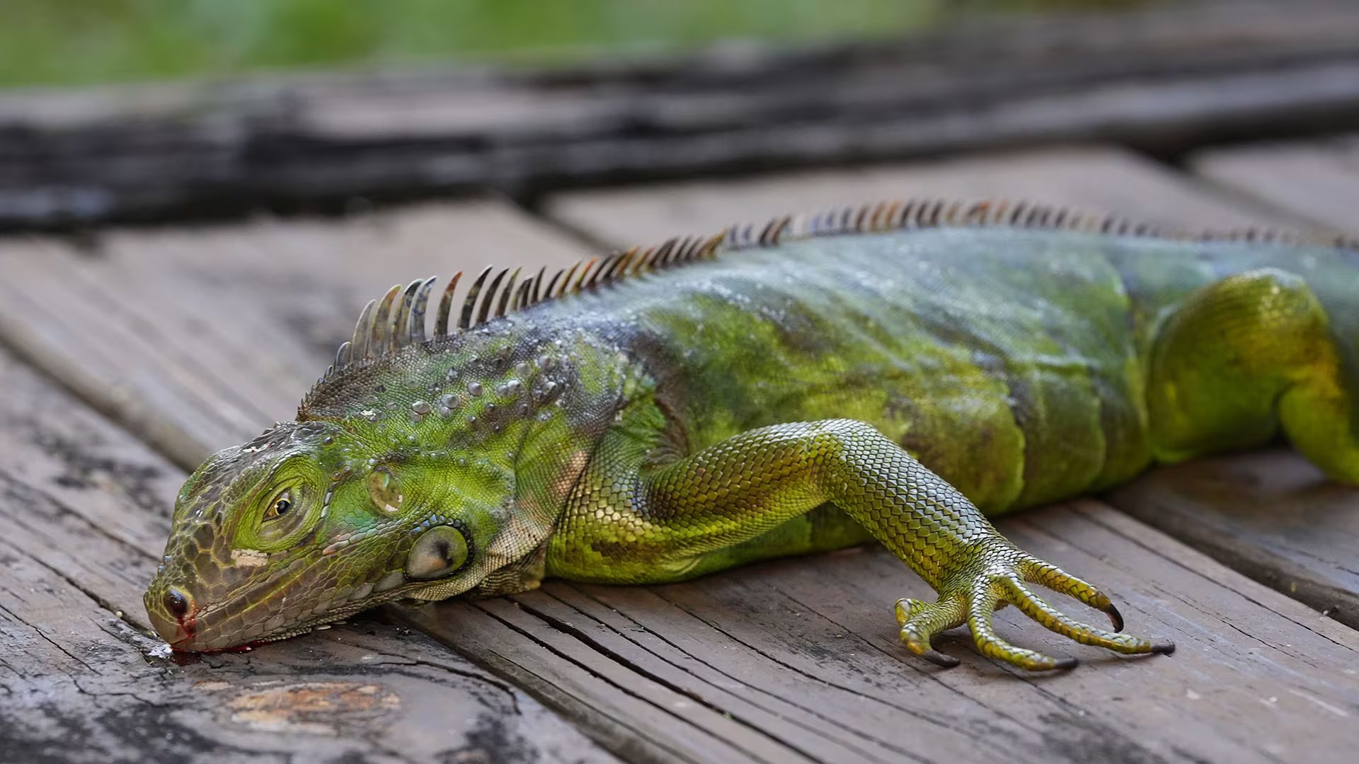 Las iguanas verdes en el sur de Florida sufren inmovilización temporal y caen de los árboles cuando las temperaturas descienden por debajo de los 10 ºC (AP Photo/Rebecca Blackwell)
