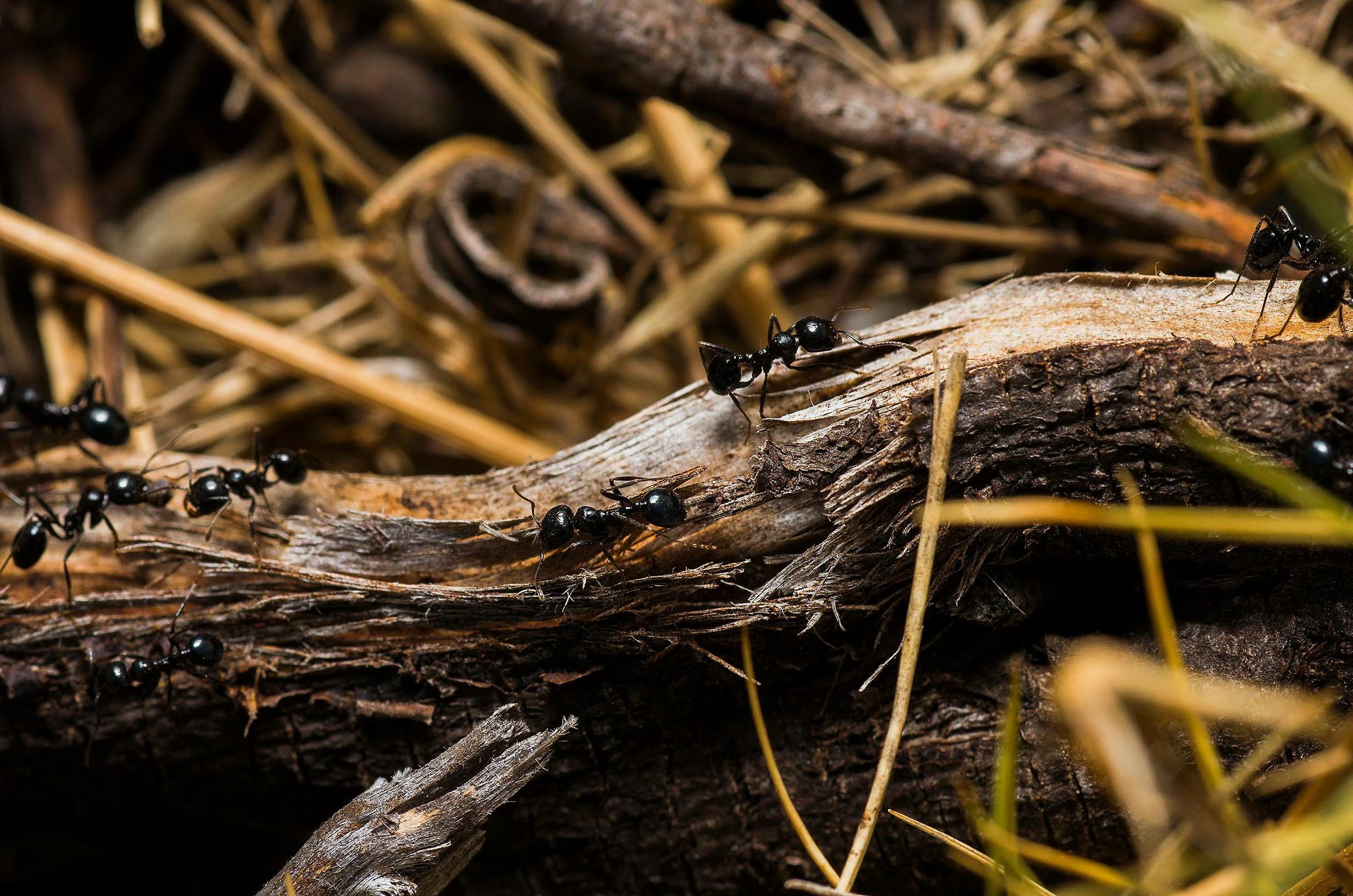 Las hormigas negras de jardín (Lasius niger) pueden alcanzar una longevidad máxima registrada de 28 años en laboratorio (Pexels)