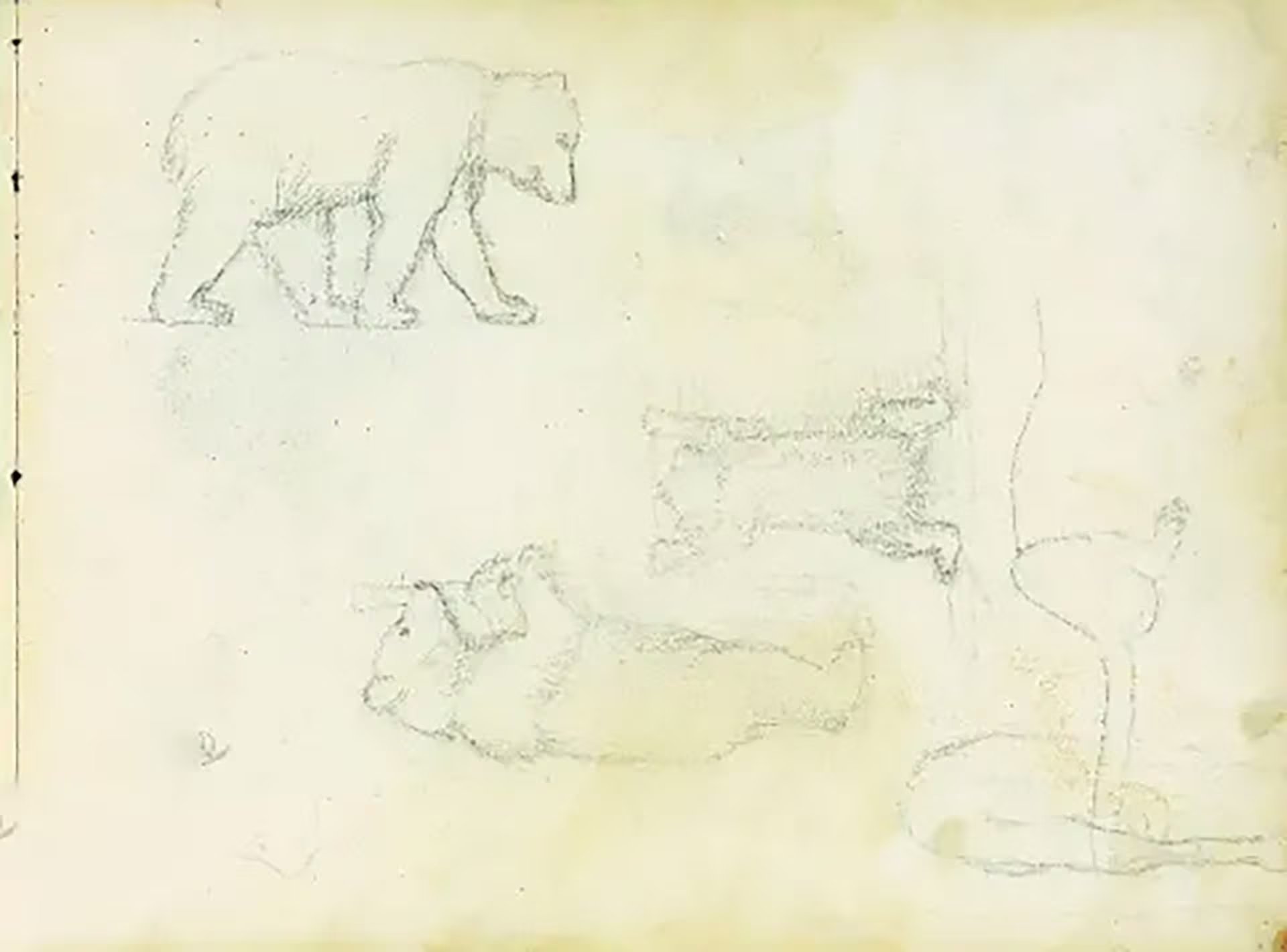 Los primeros bosquejos de osos que hizo Richard Steiff en el zoológico de Stuttgart (corporate.steiff.com)