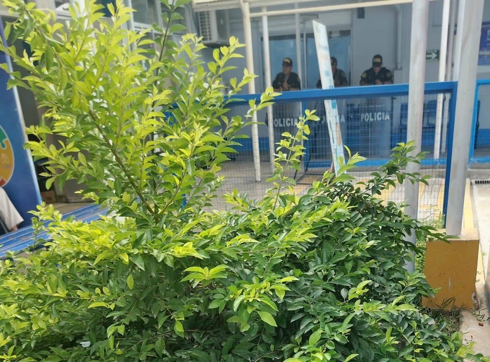 La detención forma parte de una investigación por presunto lavado de activos y organización criminal.