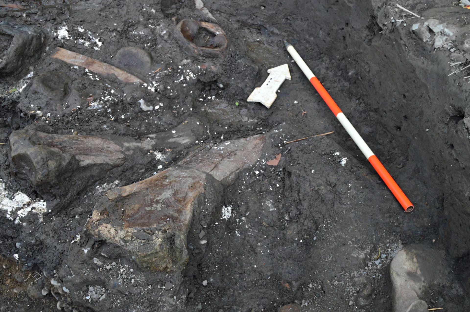 Aparición de fósiles de fauna prehistórica en Cartago llevó a las autoridades culturales a ordenar la creación de una exhibición permanente para acercar estos descubrimientos a la sociedad costarricense Fuente: Ministerio de Cultura y Juventud.