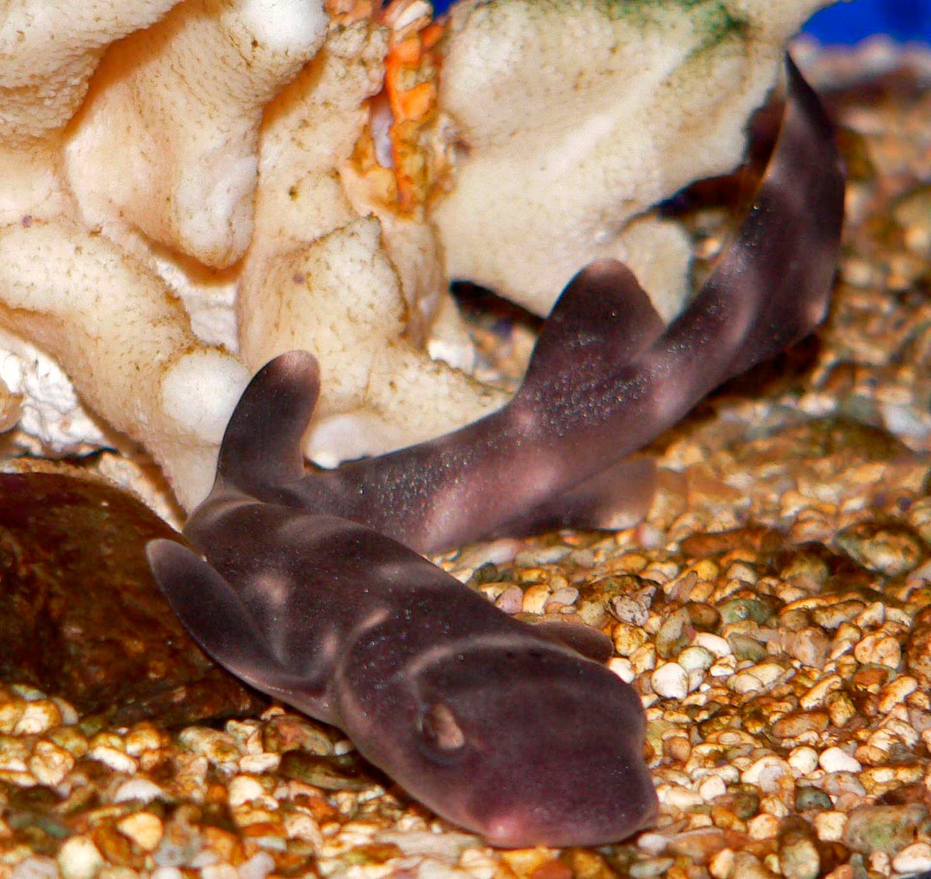 La investigación analizó al tiburón bambú de Hasselt y el tiburón gato coral, revelando hasta 21 partículas de microplásticos por cada cápsula de huevo (Wikipedia)