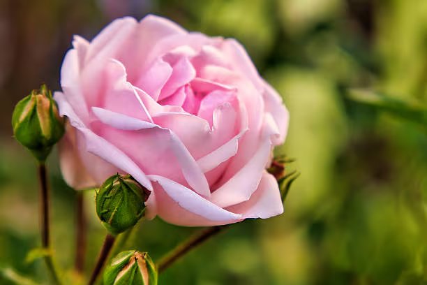 El toque de esta flor eleva el sabor del postre a otro nivel. Foto: (iStock)