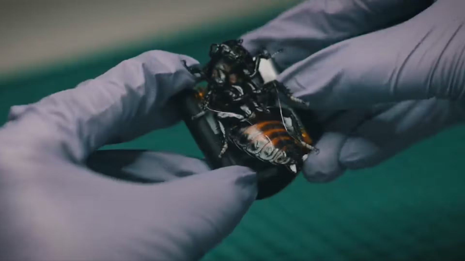 La OTAN emplea enjambres de cucarachas con tecnología electrónica para misiones de reconocimiento. (Captura/SWARM Biotactics)