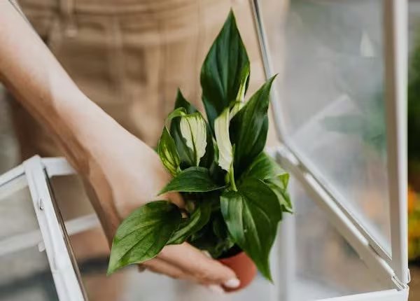 Estos son los beneficios de la Cuna de moíses para hogar Foto: Pexels