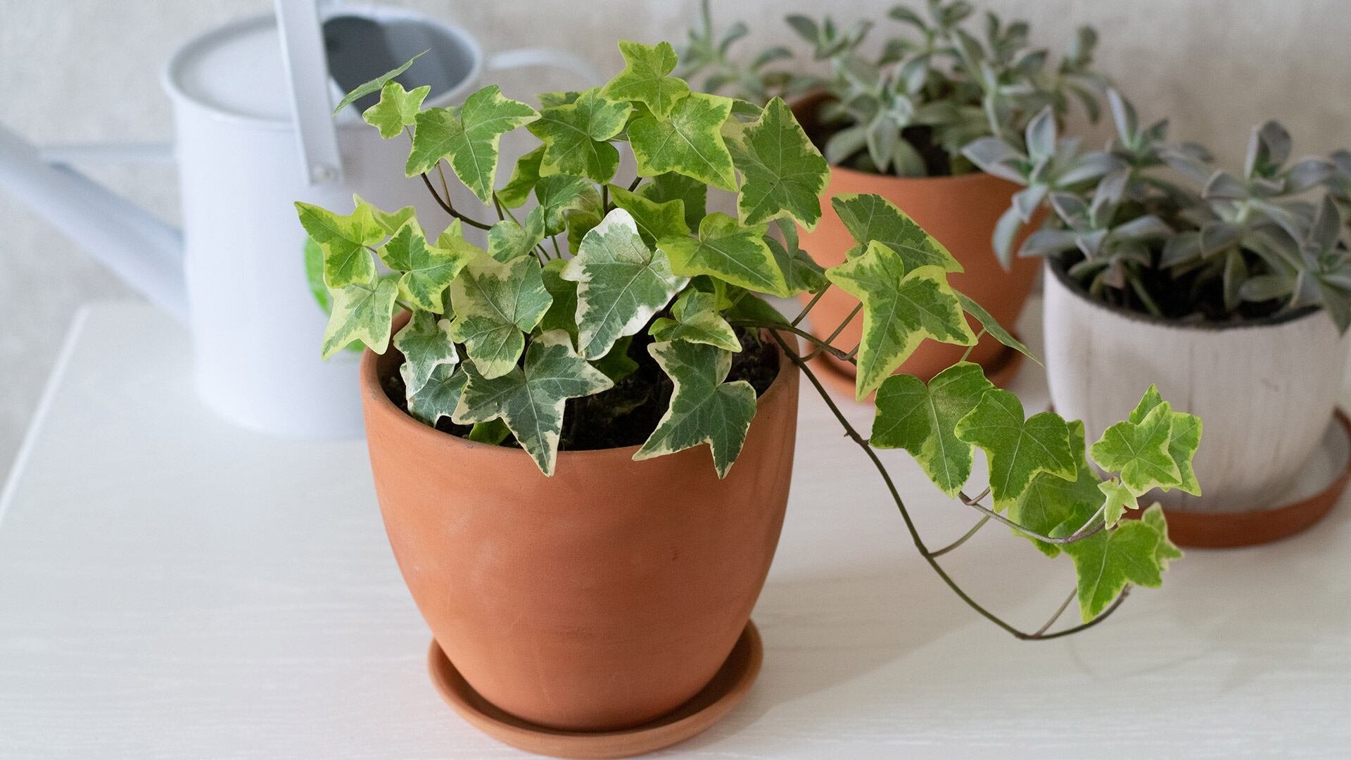 Hiedra inglesa (Hedera helix) (Freepik)