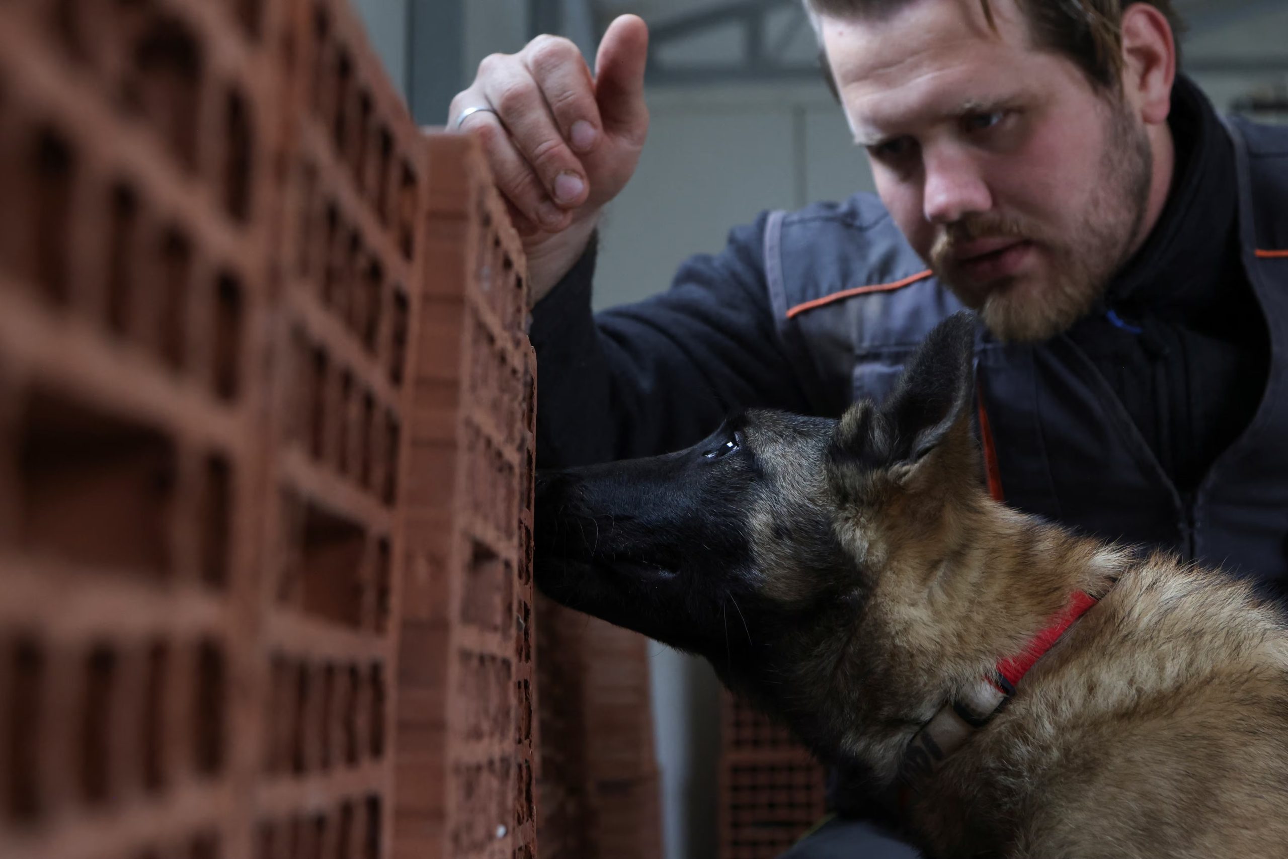 Investigadores desarrollan baterías de pruebas cognitivas científicas para predecir objetivamente el potencial de éxito de los perros de trabajo