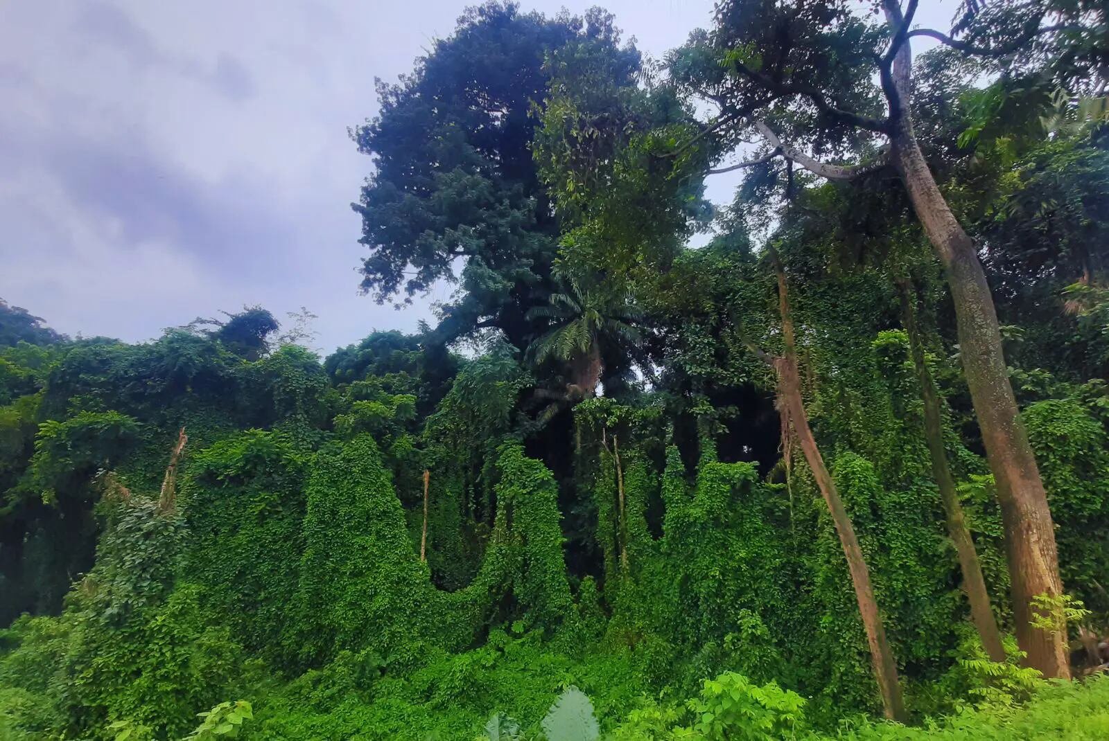 La densidad influye en la resistencia y en la durabilidad, y eso determina para qué se usa cada madera (inta)