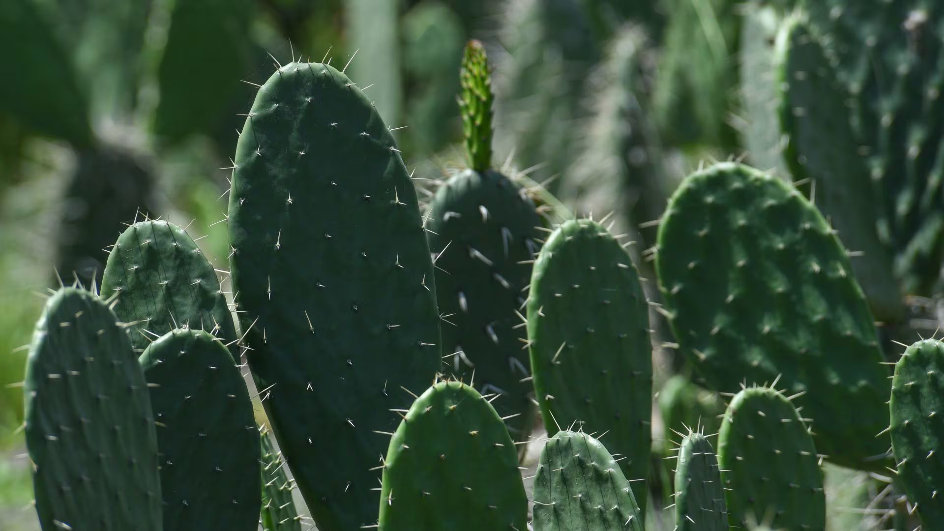 En la gastronomía mexicana, el nopal se prepara en ensaladas, guisos, conservas y capeado, manteniendo su valor nutricional. - (CRISANTA ESPINOSA AGUILAR/CUARTOSCURO.COM)