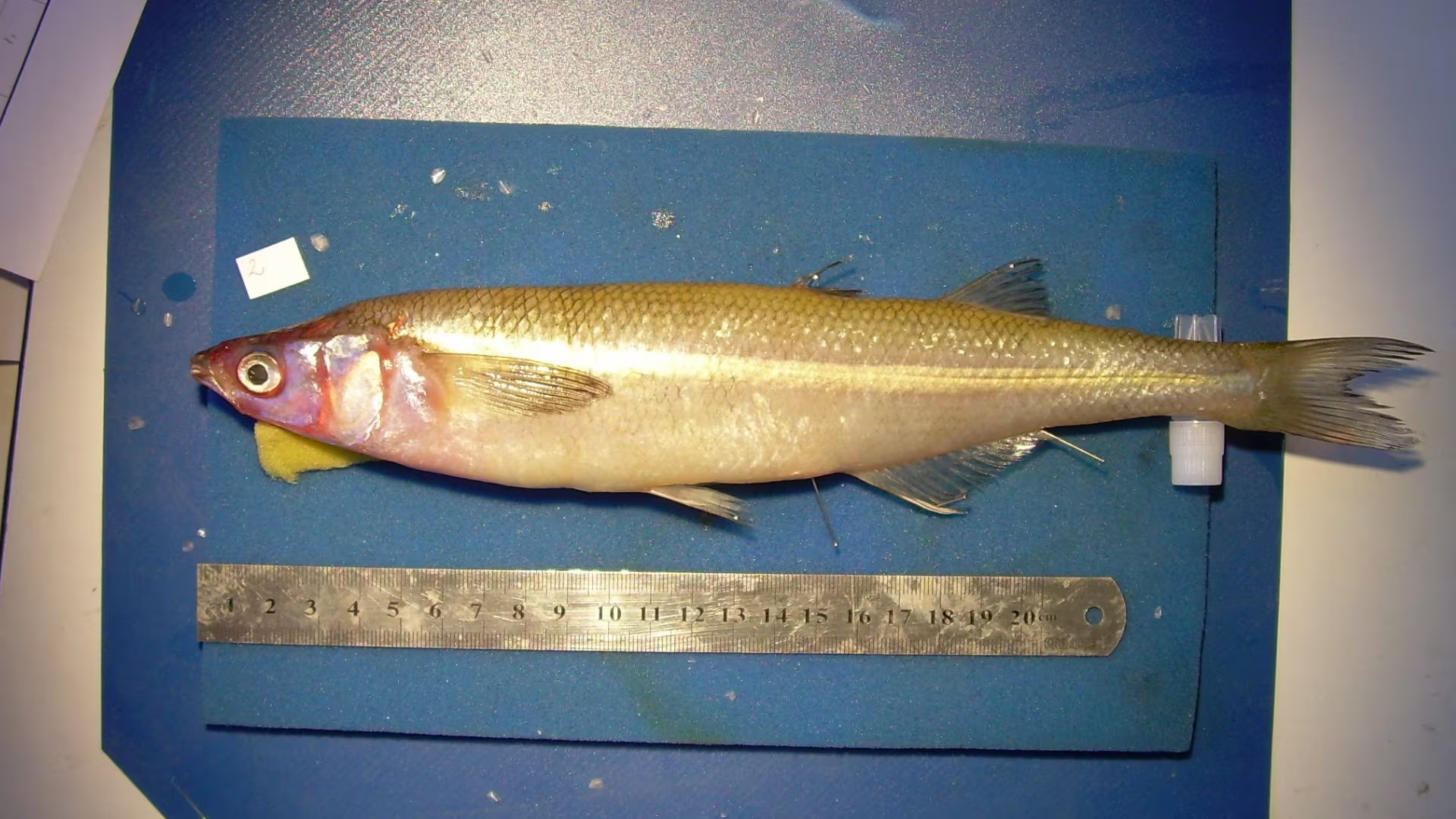 Innovaciones tecnológicas permitieron controlar la reproducción del pejerrey mediante el manejo de la temperatura y la luz./ Conicet 