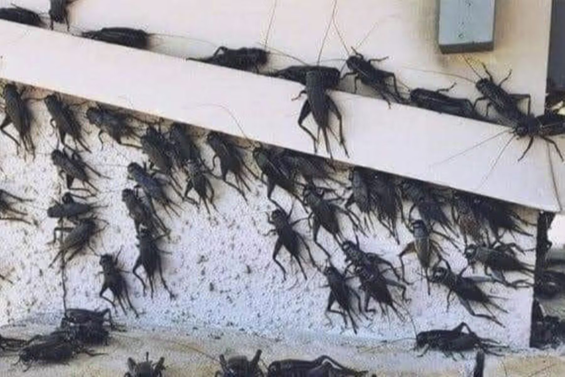 Los grillos buscan refugio y alimento en áreas con césped alto, hojas acumuladas y ambientes con humedad elevada 
(Andina)