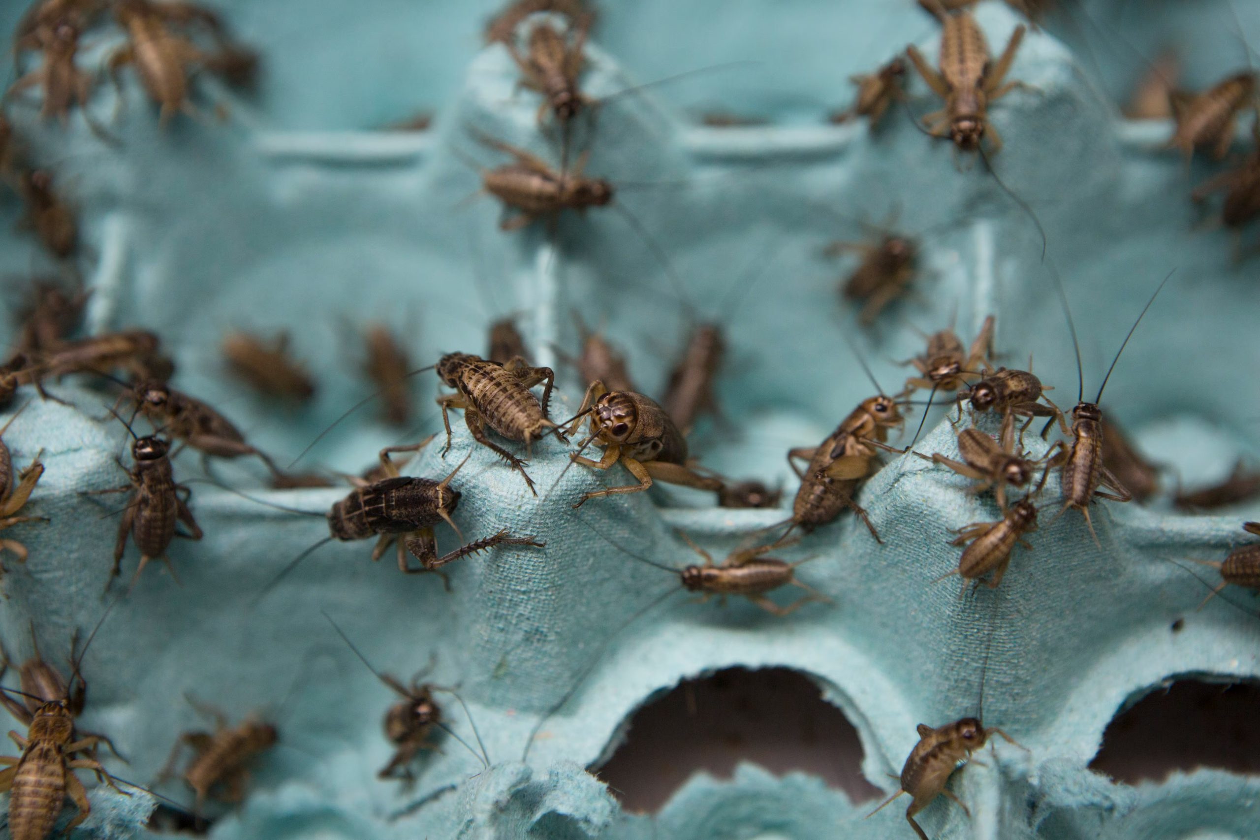 Los grillos se alimentan de restos vegetales, hojas secas y materia orgánica, adaptándose tanto a jardines como a ambientes urbanos
(Grillos capos)