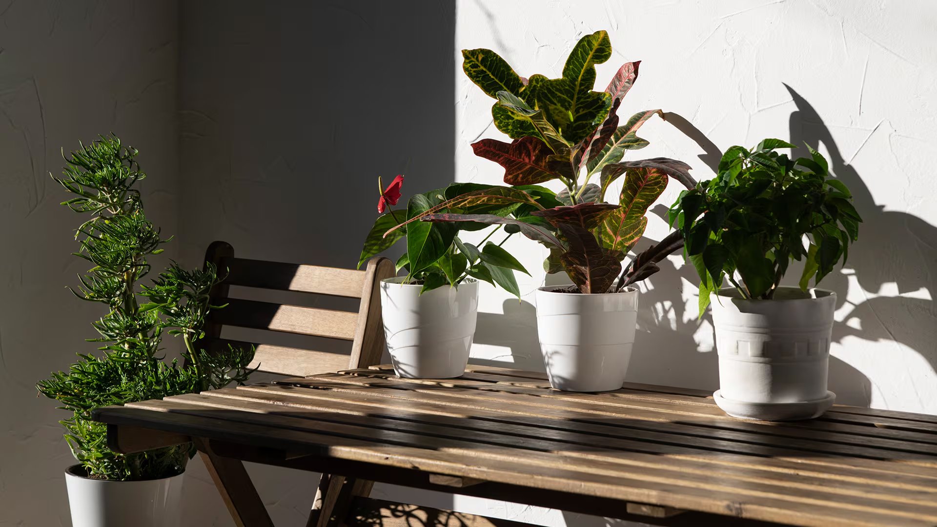 Por su bajo impacto, fácil manejo y valor ornamental, el ciruelo es la alternativa ideal para optimizar jardines y patios pequeños (Freepik)