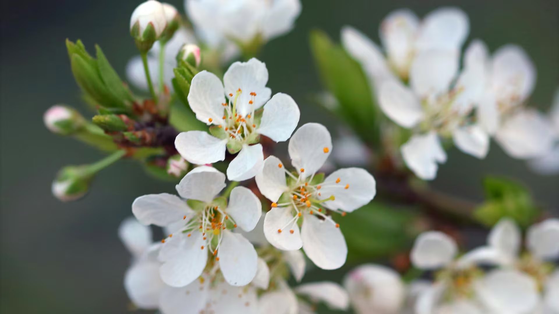 Las flores del ciruelo, de tonos blancos o rosados, aparecen al final del invierno y anticipan la llegada de la primavera en patios y jardines (Pexels)