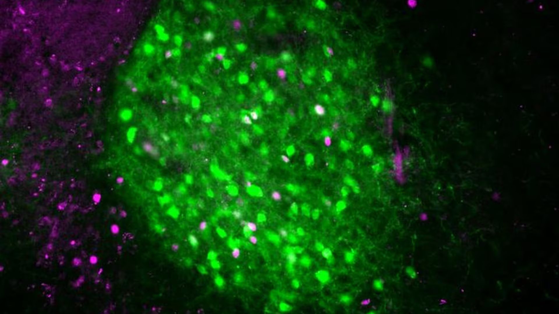 Las neuronas IPACL CRF (en verde) se activan en ratones ante lugares nuevos y liberan neurotensina para mantener la vigilia (PNAS)