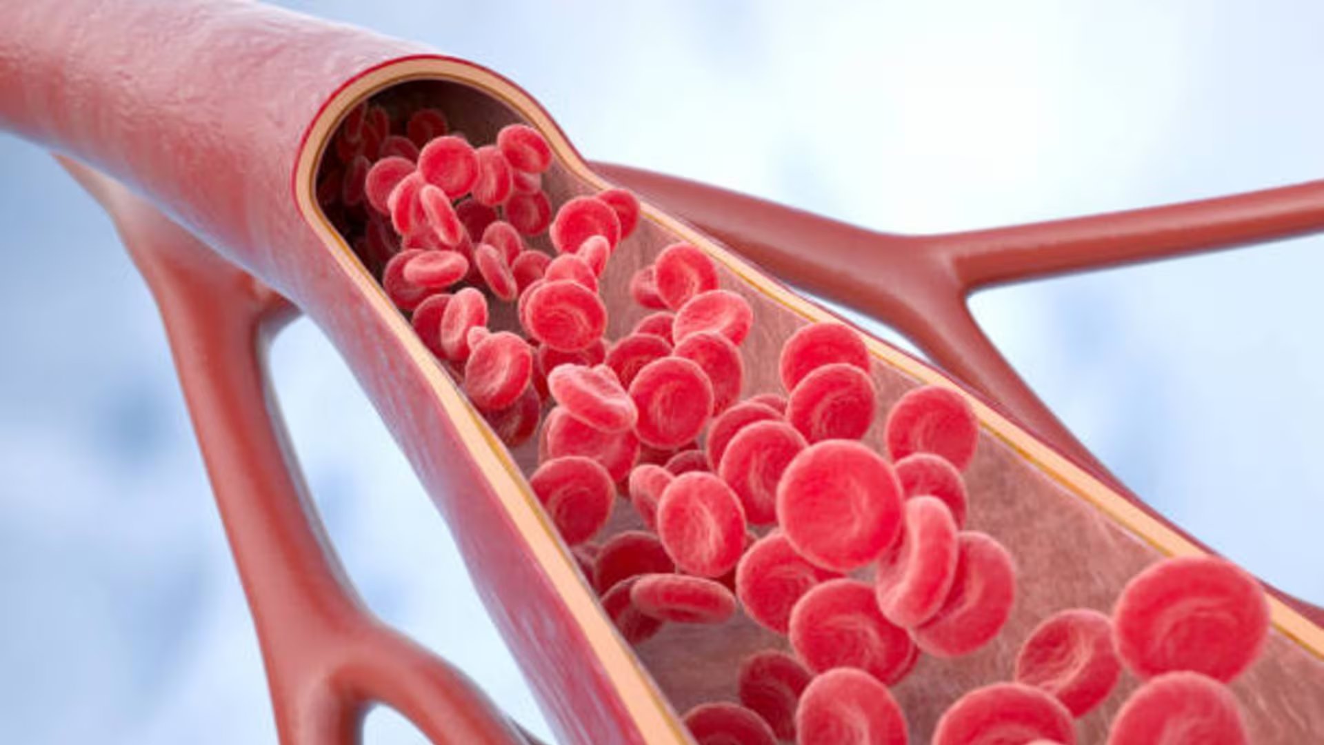 Un funcionamiento adecuado del sistema cardiovascular depende del equilibrio en la circulación sanguínea, lo que favorece la preservación de funciones vitales y disminuye riesgos asociados a niveles inadecuados de tensión arterial. Foto: (iStock)