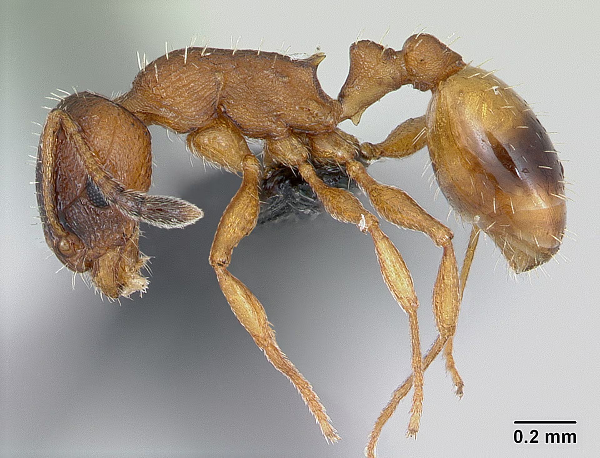 La perpetuación de la especie ocurre cuando las obreras originales mueren y solo quedan nuevas reinas clonadas de Temnothorax kinomurai, manteniendo colonias exclusivas de reproductoras
