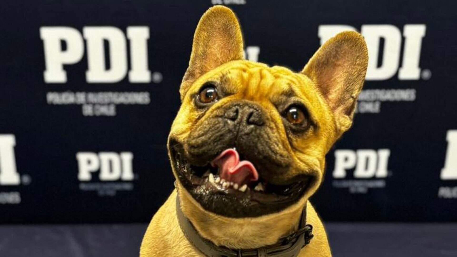 El reconocimiento facial animal identifica patrones únicos en el rostro de cada mascota, facilitando la coincidencia entre animales extraviados y los encontrados por refugios -
(Imagen Ilustrativa Infobae)