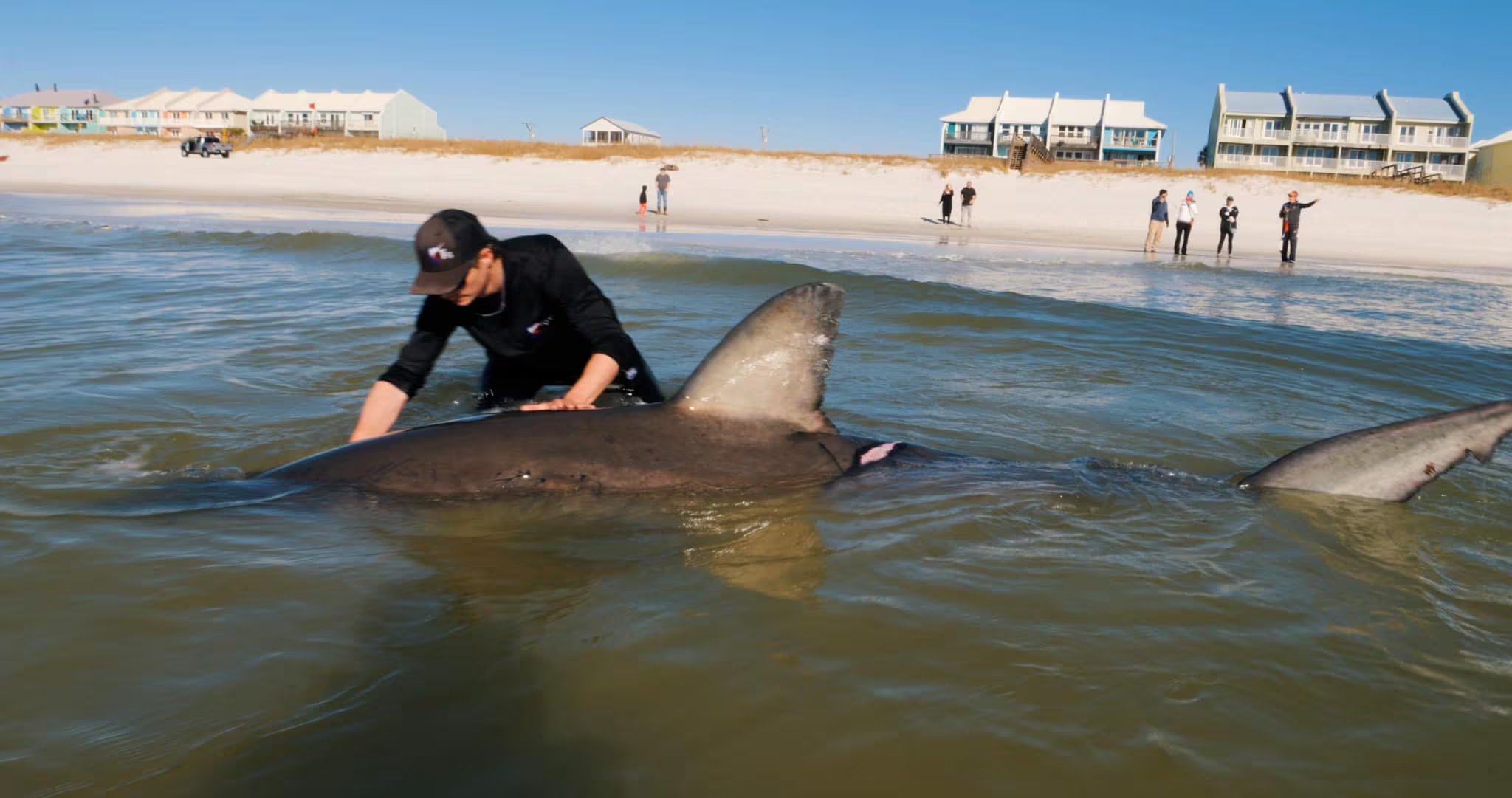 La operación de pesca responsable siguió protocolos estrictos, reduciendo el estrés y el riesgo de lesiones en el tiburón blanco y los pescadores (FB: Coastal WorldWide)