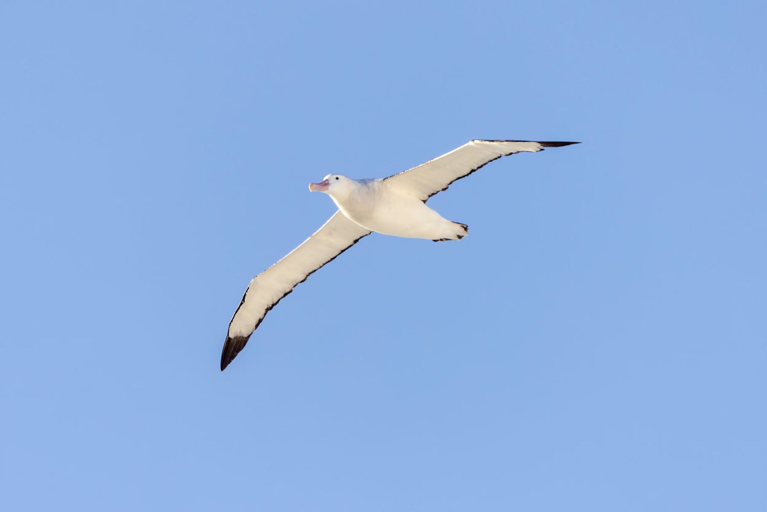 El ejemplar presentaba un plumaje impecable y una envergadura alar mayor, lo que descartó lesiones y reveló detalles clave sobre su desplazamiento (Jeff Higgott)