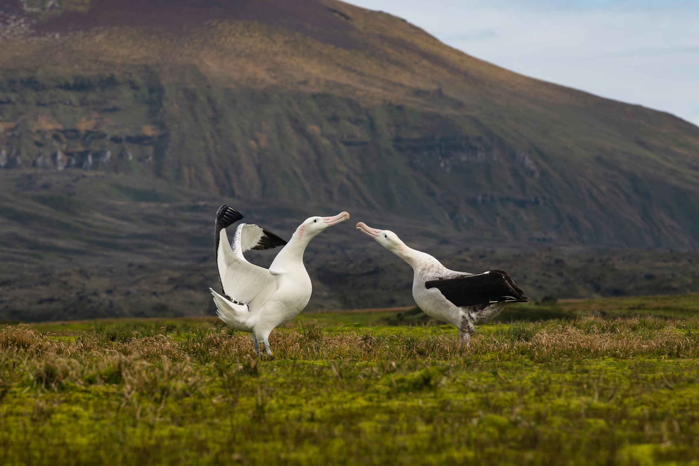 Los cambios ambientales y el cambio climático provocaron que aves marinas como los albatros y piqueros amplíen sus áreas de distribución (Anton Wolfaardt via AP)